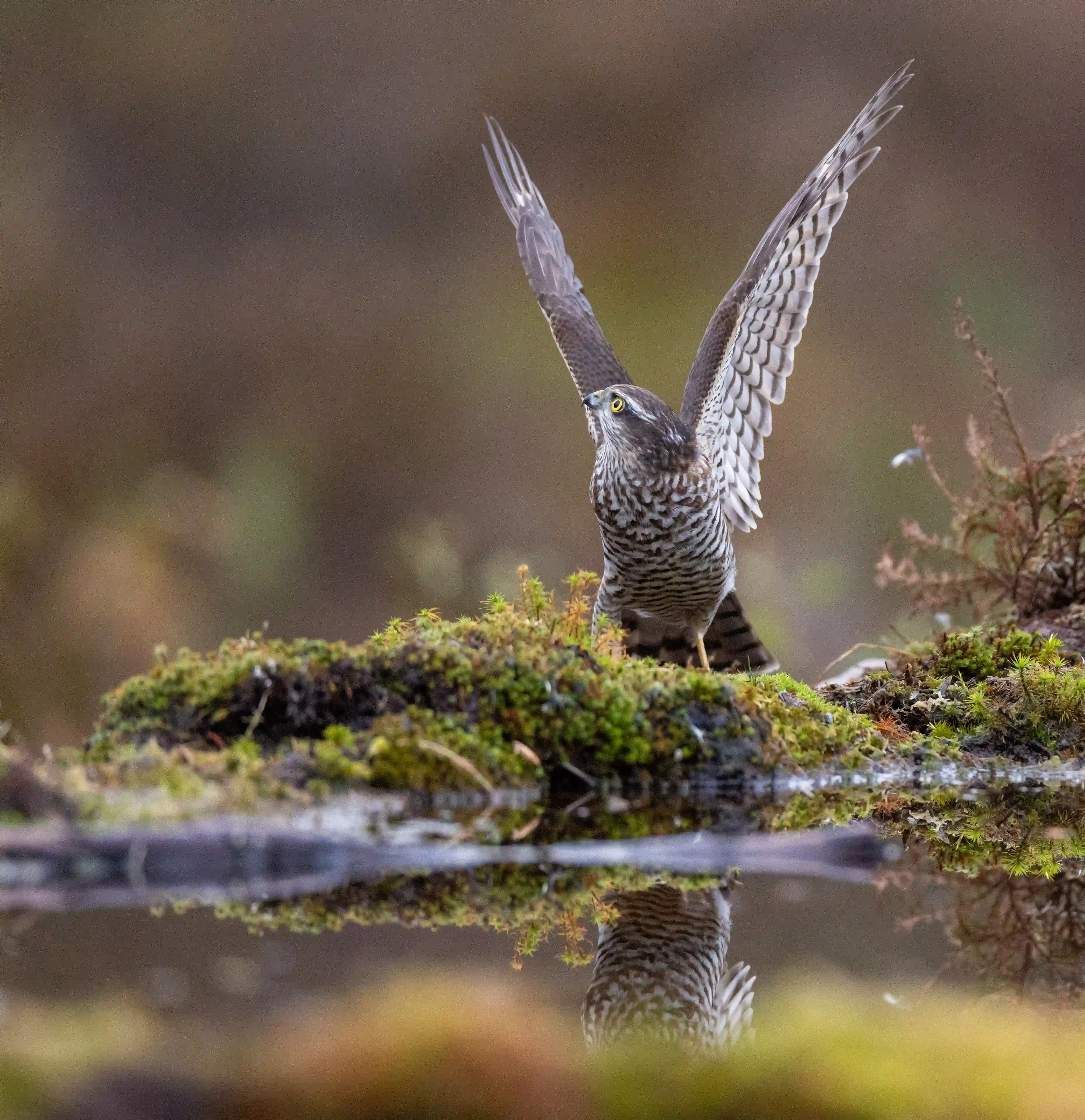 Autumn Norway gallery image 20
